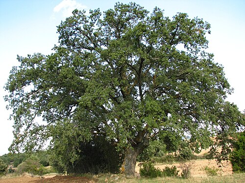 Quercus faginea